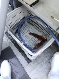 ＜石花海ヤリイカ＞型小、数はまあまあ