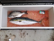 ＜三保沖ワラサ＞今年度初ゲット！