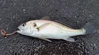 ふれーゆ裏釣りポイントにて2016年初フィッシュ！！ 2016/04/30 06:26:12
