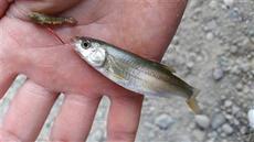 ハゼ釣り 2016夏パート3 潮位と釣果 2016/09/19 09:14:35