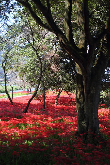 川東公園の彼岸花