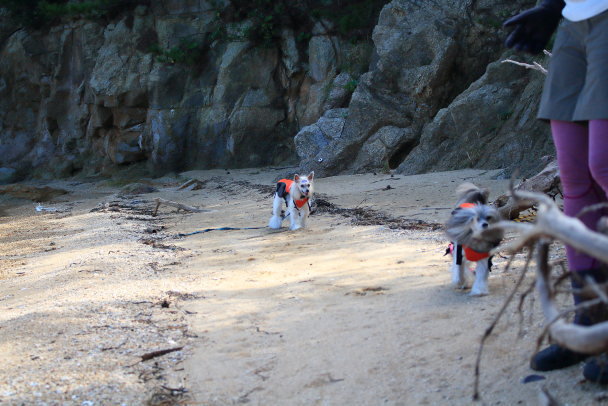 カヤック　出崎半島2021.09