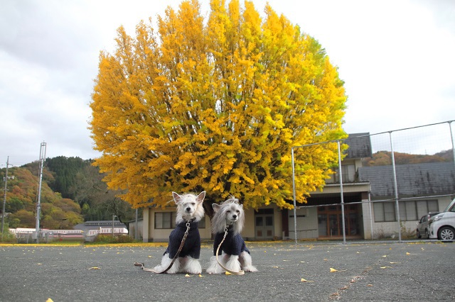 ランとふぅ　銀杏めぐり