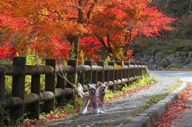 古岩屋の紅葉〜ぶらり西四国～