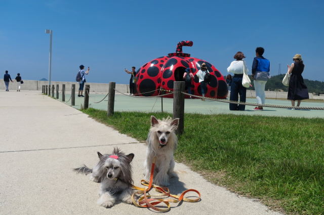 ランとふぅ　直島へ行く