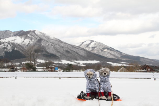 ランとふぅ　雪遊び2020