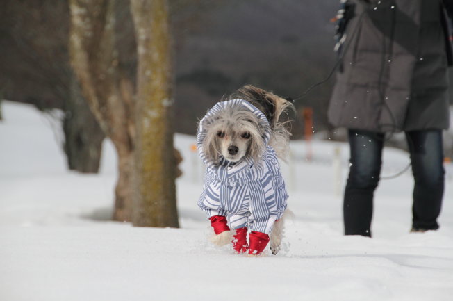 ランとふぅ　雪遊び2020