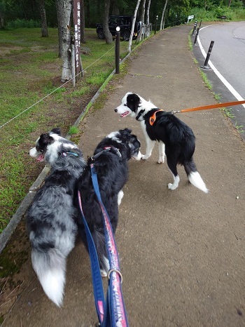 お久しぶりです！風来坊の看板犬ボーダーコリー話題、お友達が出来たぁ～ワン♪