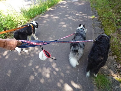 お久しぶりです！風来坊の看板犬ボーダーコリー話題、お友達が出来たぁ～ワン♪