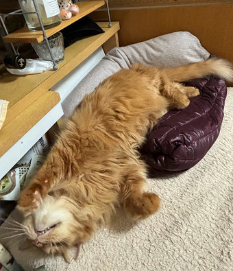 本日の一本