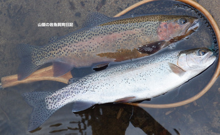 源流人山猿の岩魚飼育日記:尺上ニジマス祭り 2023