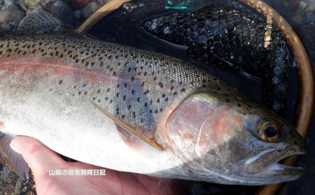 源流人山猿の岩魚飼育日記:尺上ニジマス祭り 2023