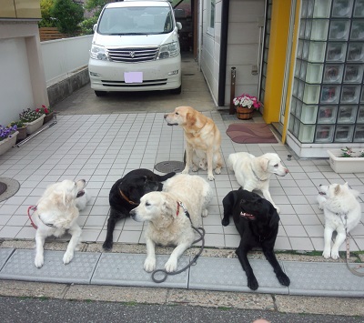 動物福祉ボランティア協会 動物福祉ボランティア協会14総会