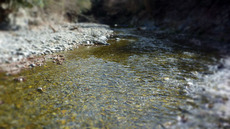 秋川釣行 (3/13) 2020/03/14 14:56:28