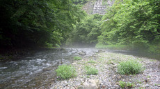 小菅川釣行(8/14) 2019/08/17 08:28:45