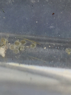 産卵確認 2018/03/29 10:01:00