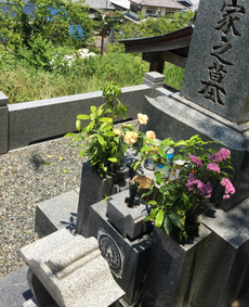 墓参ポタin空梅雨w