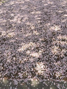 平成最後の花見w 2019/04/08 16:30:00