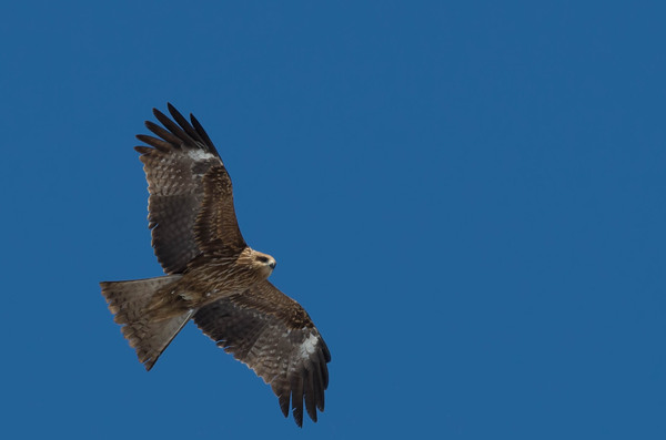 2015年2月　久しぶりの野鳥