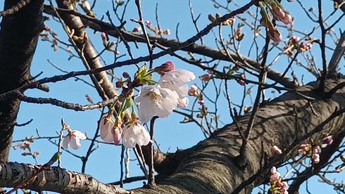 2024.03.31伊与久沼桜まつりが開催されました