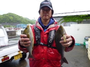 大型イサギ好調。