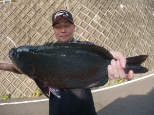 グレ５１．５ｃｍ！