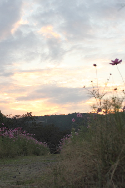 柳生の秋桜