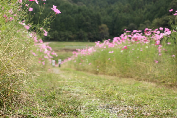 柳生の秋桜