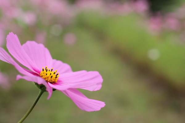 柳生の秋桜