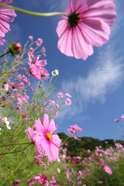 柳生の秋桜