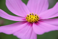 柳生の秋桜