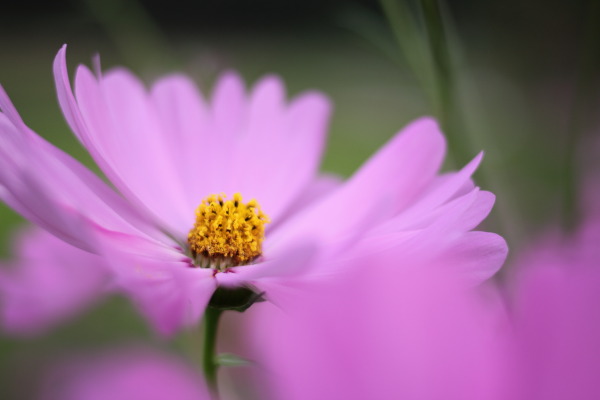 柳生の秋桜