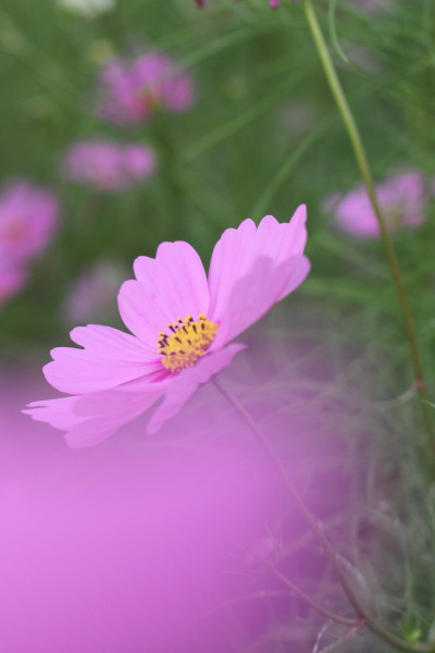 柳生の秋桜