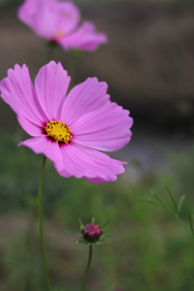 柳生の秋桜
