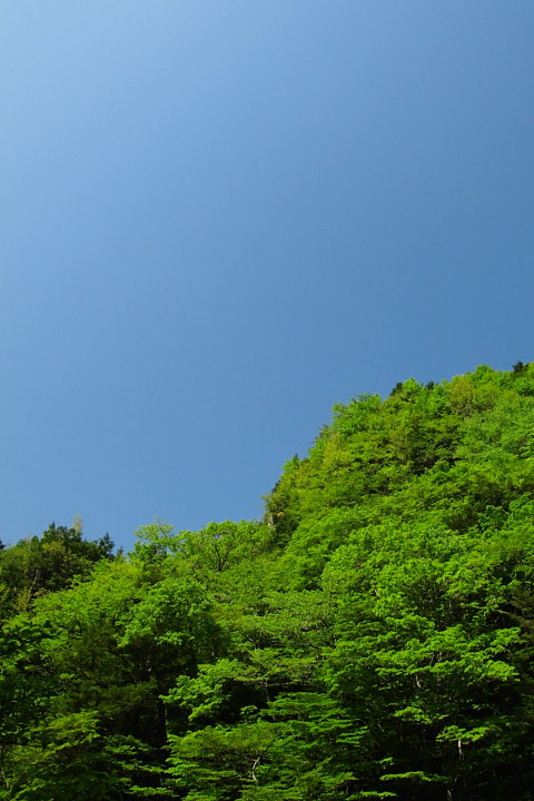 ホーム解禁