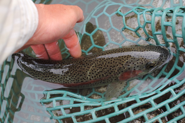 管釣りキャンプ
