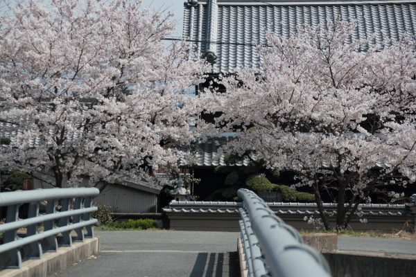 バックパックで花見へ