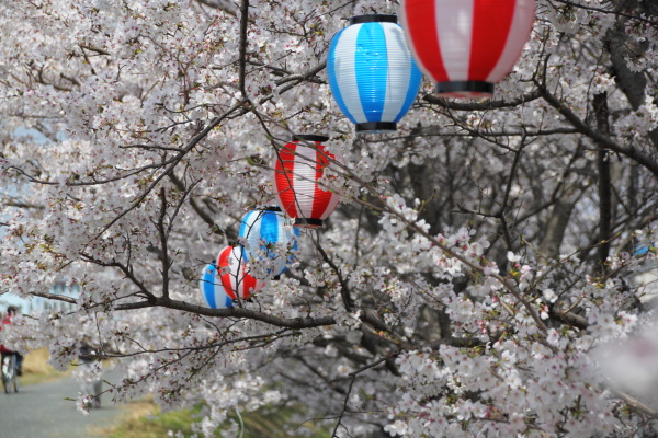 バックパックで花見へ