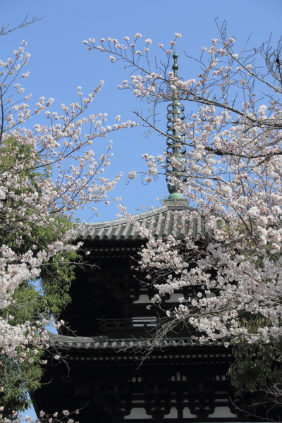 バックパックで花見へ