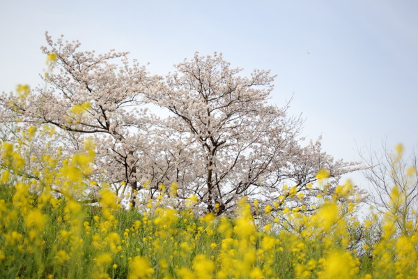 バックパックで花見へ