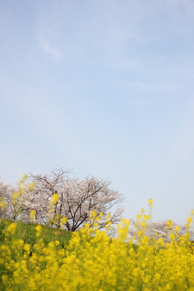 バックパックで花見へ
