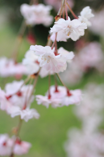 バックパックで花見へ
