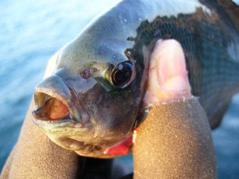 An Angler In Akita 魚顔