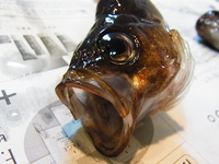 幻のアジと18000円の超高級メバル 2013/05/26 20:43:56