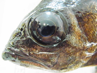 秋田の春告魚 2013/05/21 22:33:48