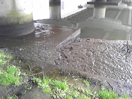 雨後の鯉