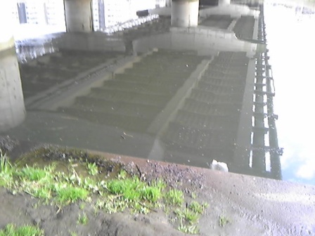 雨後の鯉