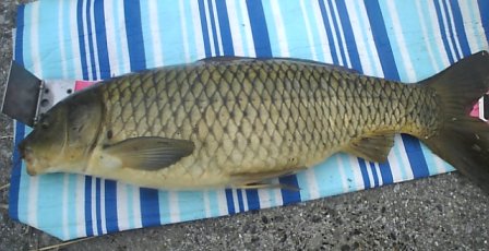 多摩川で延べ竿鯉釣り