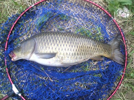 汽水域の釣り