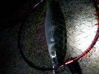 やっぱり 2009/06/13 01:38:04